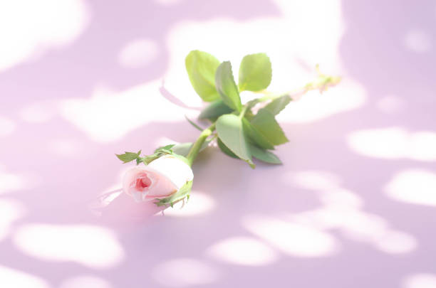 Pink miniature rose in bloom lit by the sun on a white background