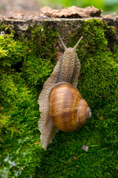 A snail creeps on a stump covered with moss in the forest.