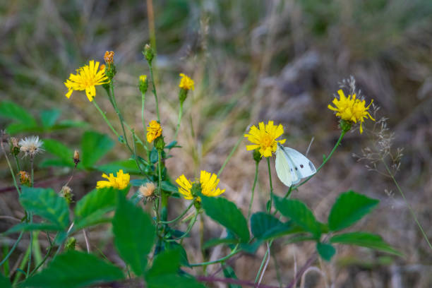 a cabbage  white butterfly on a yellow blossom with green background