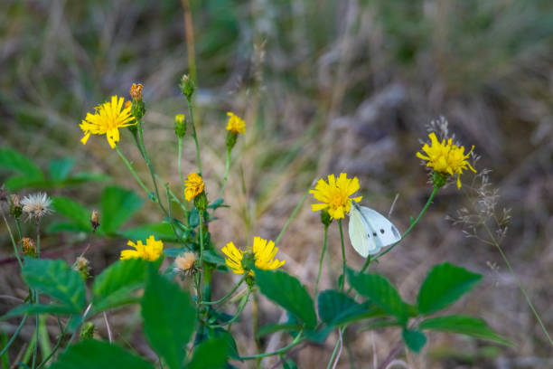istock a cabbage white butterfly  on a yellow blossom with green background 1171283539