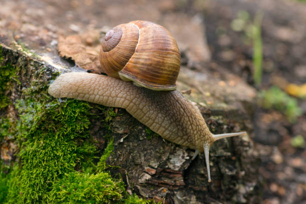 istock A snail creeps on a stump covered with moss in the forest. 1171283629