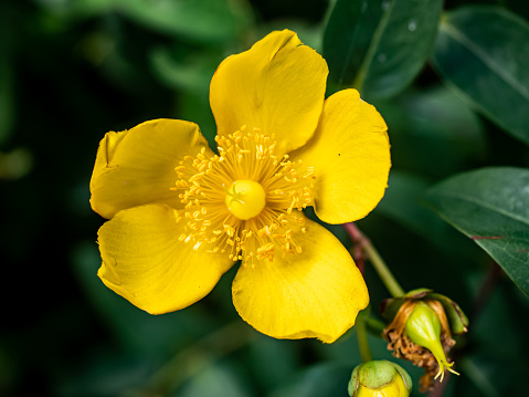 Hypericum, a flowering plant, is in a group of about 400 plants and, among them, Hypericum Hidcote is one of the most common cultivated varieties of them, producing a large number of medium-sized yellow flowers in May and June. Native to East Asia, it is evergreen in most winters.