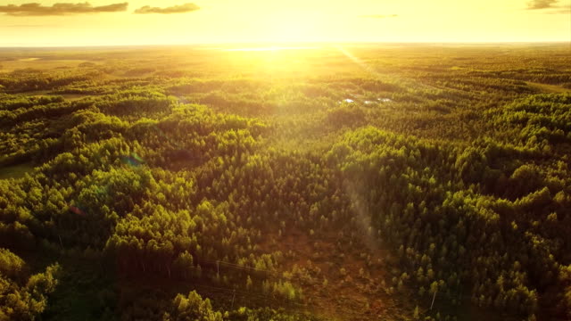Aerial ecological forest sunset beautiful shot. Ideal background for forest conservation, save biology and nature, ecology theme. Global warming and forest fire theme.