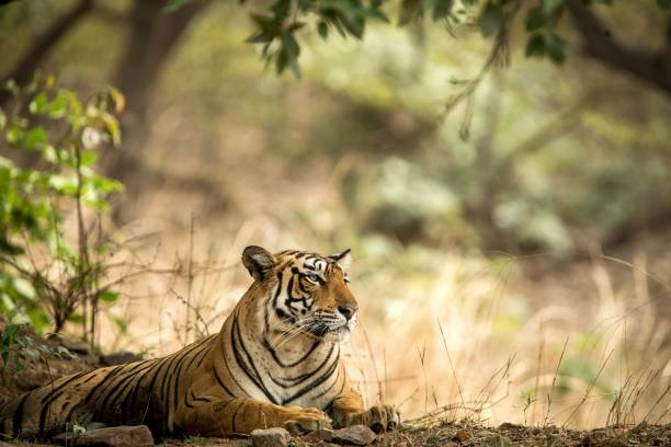 Wild Bengal Tiger (Panthera Tigris Tigris) having rest during hot day in its natural habitat.Ranthambore National Park, Rajasthan, India, endangered species, big beautiful cat stock photo