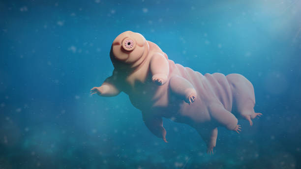 tardigrade, swimming water bear, microscopic extremophile microscopic life form swimming in water water bear stock pictures, royalty-free photos & images