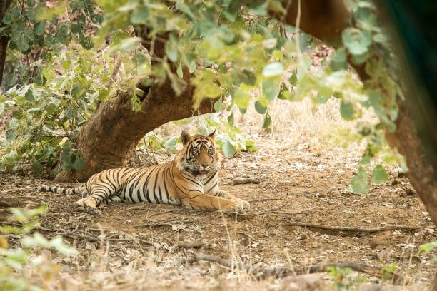 istock Wild Bengal Tiger (Panthera Tigris Tigris) having rest during hot day under tree in its natural habitat.Ranthambore National Park, Rajasthan, India, endangered species, exotic adventure with big cat 1171288680