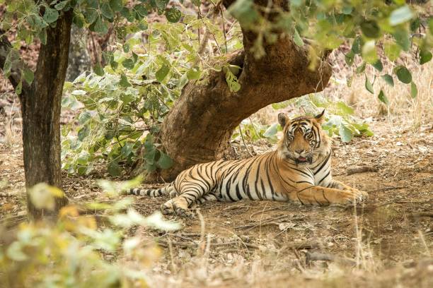 istock Wild Bengal Tiger (Panthera Tigris Tigris) having rest during hot day under tree in its natural habitat.Ranthambore National Park, Rajasthan, India, endangered species, exotic adventure with big cat 1171288693