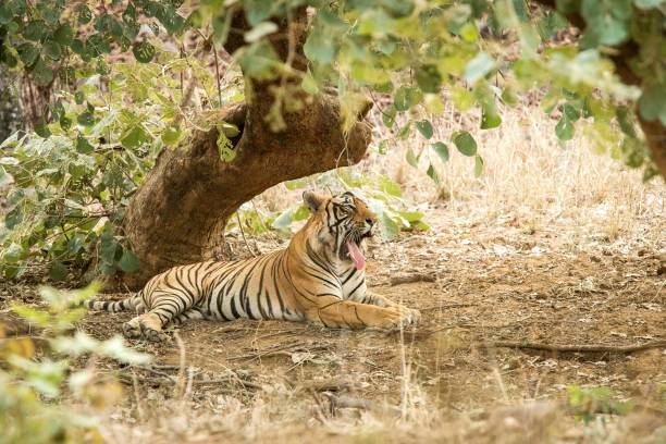 istock Wild Bengal Tiger (Panthera Tigris Tigris) having rest during hot day under tree in its natural habitat.Ranthambore National Park, Rajasthan, India, endangered species, exotic adventure with big cat 1171288710