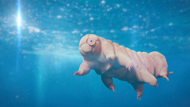 tardigrade, swimming water bear, microscopic extremophile microscopic life form swimming in water water bear stock pictures, royalty-free photos & images