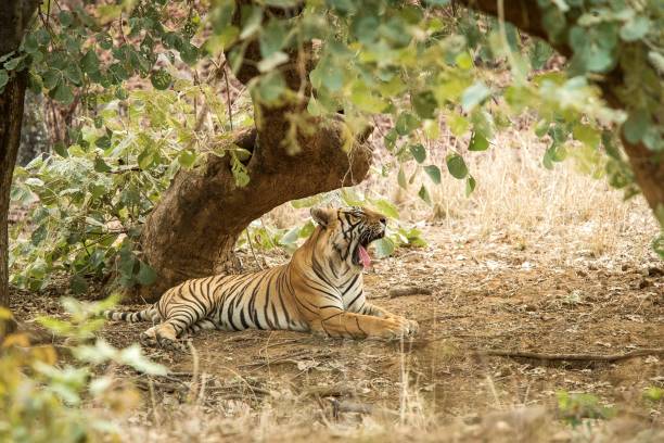istock Wild Bengal Tiger (Panthera Tigris Tigris) having rest during hot day under tree in its natural habitat.Ranthambore National Park, Rajasthan, India, endangered species, yawning big lazy cat 1171289260