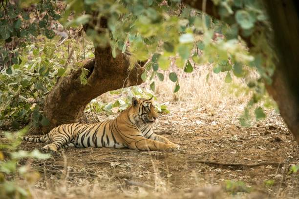 istock Wild Bengal Tiger (Panthera Tigris Tigris) having rest during hot day under tree in its natural habitat.Ranthambore National Park, Rajasthan, India, endangered species, exotic adventure with big cat 1171289277