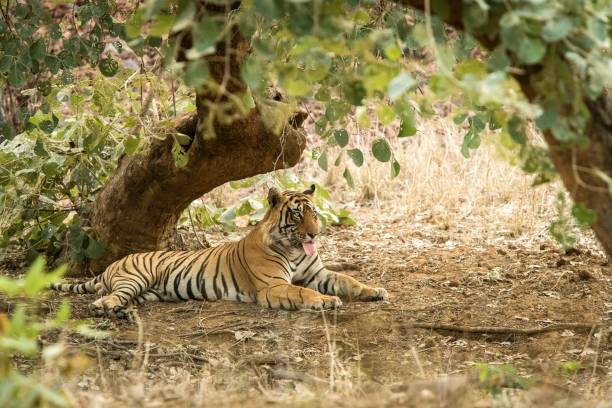 istock Wild Bengal Tiger (Panthera Tigris Tigris) having rest during hot day under tree in its natural habitat.Ranthambore National Park, Rajasthan, India, endangered species, exotic adventure with big cat 1171289278