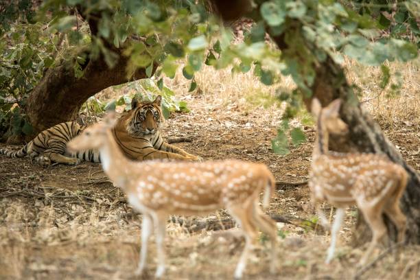 istock Wild Bengal Tiger (Panthera Tigris Tigris) having rest under tree in its territory and observing the prey (deer), Ranthambore National Park, Rajasthan, India, endangered species, big beautiful cat 1171289321