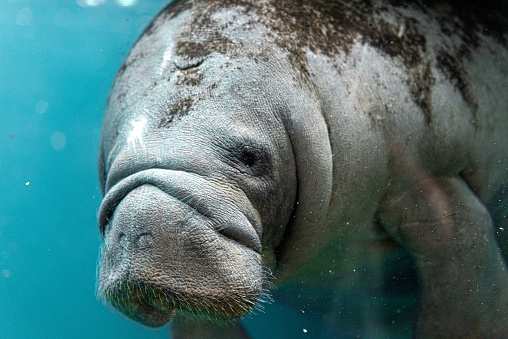 Portrait style photo of a manatee diving and looking through the glass in the zoologic park of Paris, also known as the Zoo de Vincennes, France.