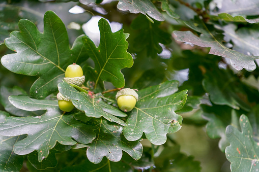 Close up of acorns and green leaves
