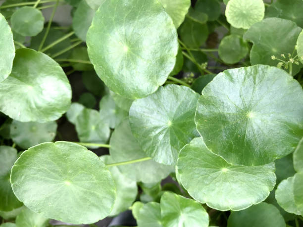 istock Centella asiatica plants, Centella asiatica is a herb plant, close-up. 1171291881