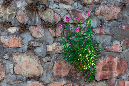 Flower grows on a stone wall