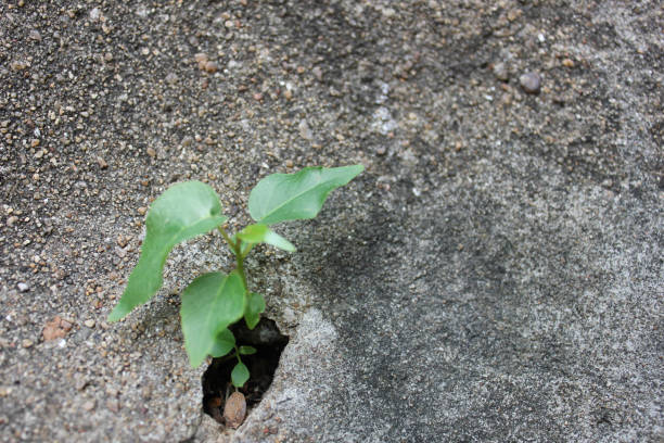 istock tree, Little tree, Little tree growing from cracked concrete, The tree grows from cement 1171292111