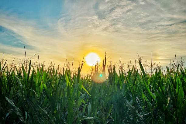 istock Country morning corn field at sunrise 1171292944