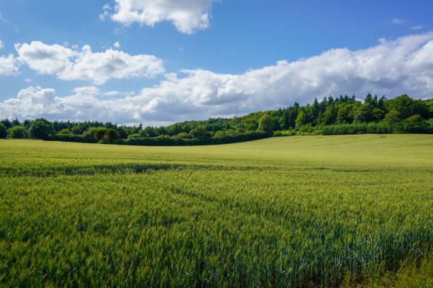 istock Lush green farm fields growing wheat 1171292981