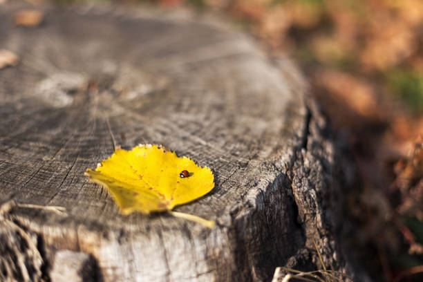 Small ladybug on yellow fallen leaf lying on the old stump. Sunny day in the forest. Beautiful autumn background. Shallow DOF.