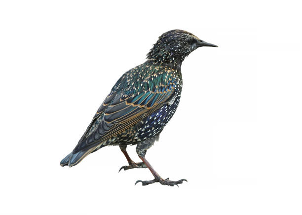 istock Common starling (Sturnus vulgaris), also known as European starling 1171293283