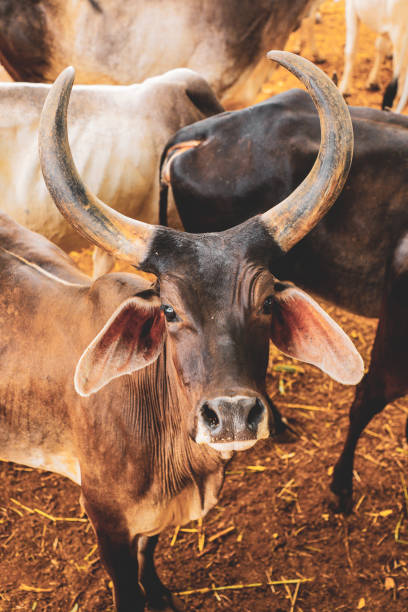 istock indian dairy farming, indian cattle 1171293301