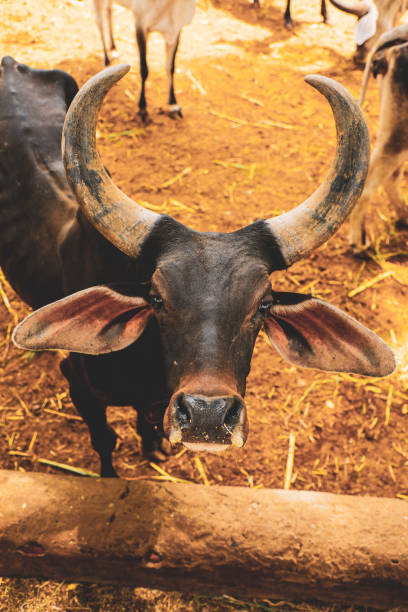istock indian dairy farming, indian cattle 1171297418