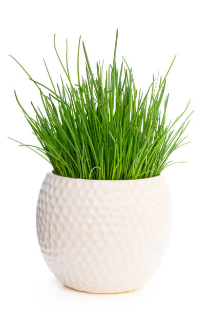 istock Chives plant in pot isolated on white 1171301525