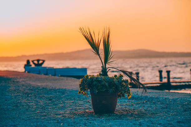 A pot with palm trees and succulents bathed in the sunset