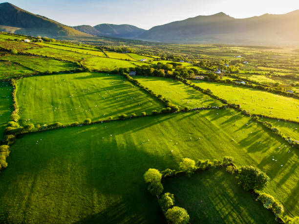 Aerial view of endless lush pastures and farmlands of Ireland. Beautiful Irish countryside with green fields and meadows. Rural landscape on sunset. Aerial view of endless lush pastures and farmlands of Ireland. Beautiful Irish countryside with emerald green fields and meadows. Rural landscape on sunset. county kerry photos stock pictures, royalty-free photos & images
