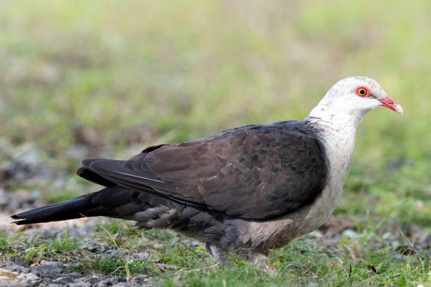 istock Sub-tropic Birds Late winter 1171304906