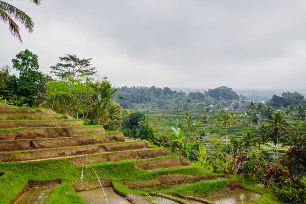 istock Rice Terrace - Bali, Ubud - Indonesia 1171305577