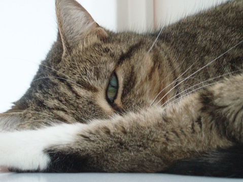 Close up portrait of a domestic cat