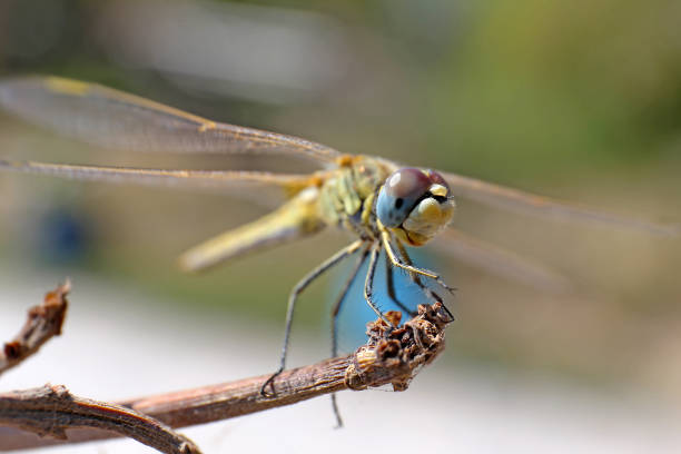 istock yellow dragonfly macro awesome eyes 1171307337