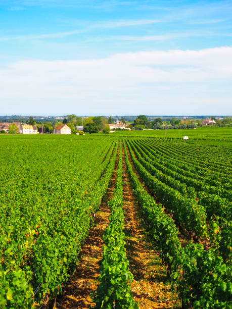 Villages and Vineyards of Puligny Montrachet and Meursault in Burgundy, France stock photo