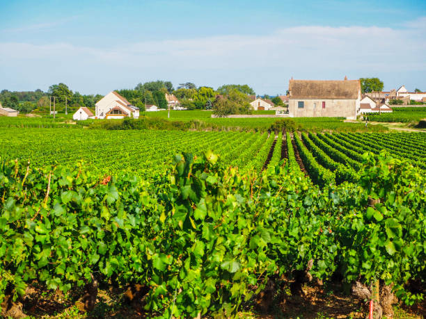 pueblos y viñedos de puligny montrachet y meursault en borgoña, francia - cote dor fotografías e imágenes de stock