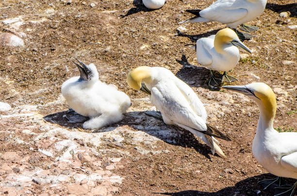 istock Chick and adult gannets on Bonaventure Island in Perce (Gaspesie) 1171308533