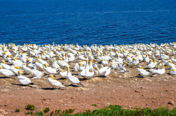 istock Colony of gannets on Bonaventure Island in Perce (Gaspesie) 1171308670