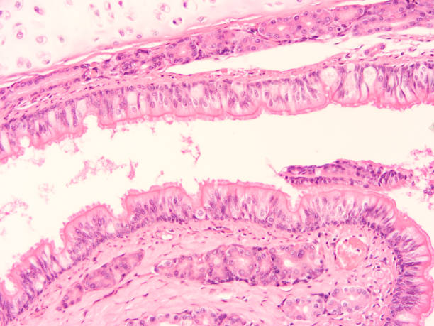 istock histology of human tissue 1171310221