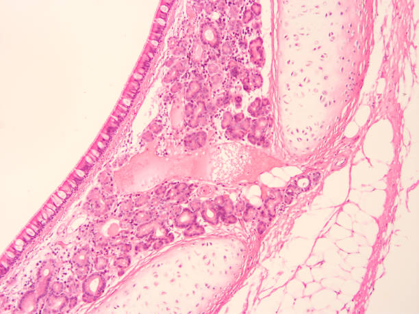 istock histology of human tissue 1171310336