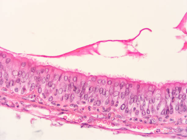 istock histology of human tissue 1171310424