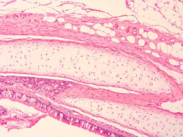 istock histology of human tissue 1171310502