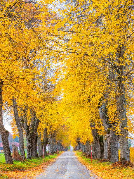 istock Idyllic tree lined country road with  autumn colours 1171310847