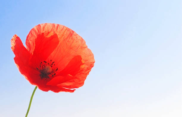 istock red poppy blossom, close-up 1171313462