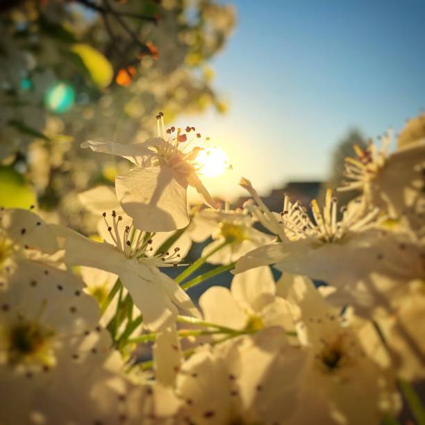 Closeup dogwood flowers as sun sets in background