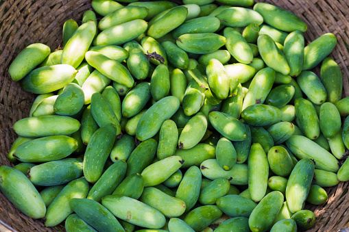 fresh ivy gourd or scarlet gourd in a bucket