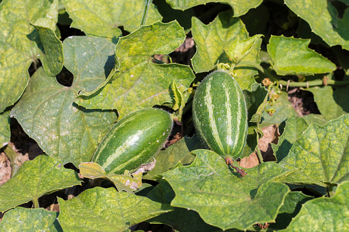 raw and green pointed gourd,hanging from tree