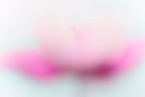 blurry red flower petals against blue pastel background