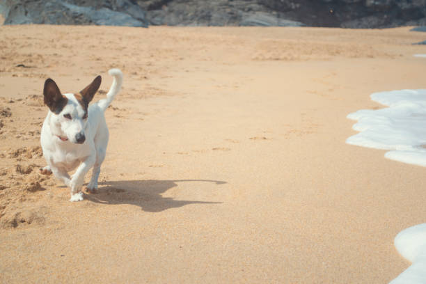 istock Jack Russel dog on a beach 1171318572